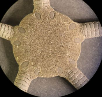 Media type: image; Invertebrate Zoology OPH-5694